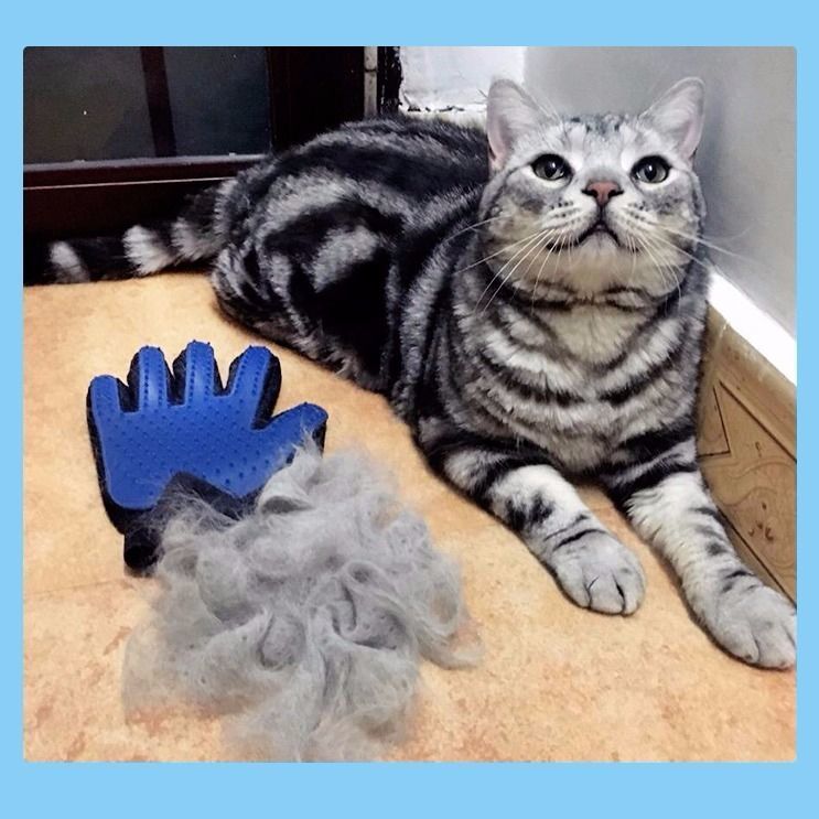 Cat Gloves Pet Cat Supplies Beauty Cleaning Massage Cat Silicone Dog Hair Removal Pet Supplies